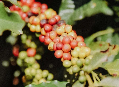 Photo of Brazílie – Cafeina
