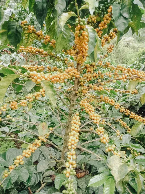 Photo of DECAF Atunkaa – Kolumbie