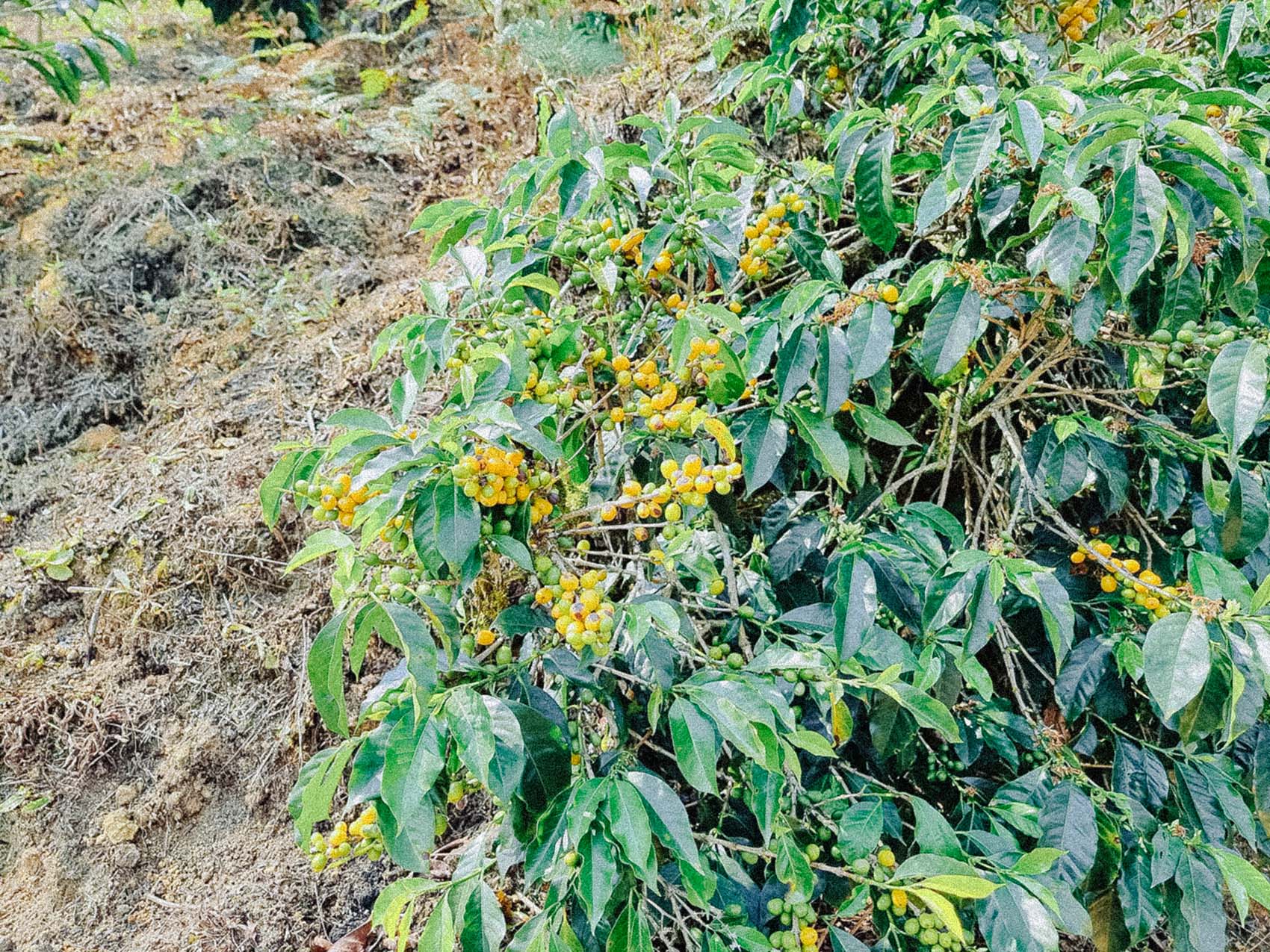 Roger Chilcon00004-2